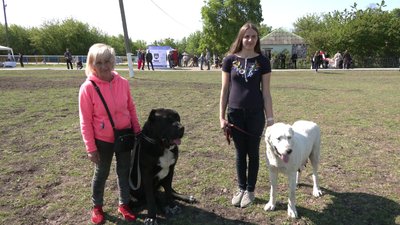 300 учасників і 70 порід. У Кропивницькому відбулася Всеукраїнська виставка собак 300 учасників і 70 порід. У Кропивницькому відбулася Всеукраїнська виставка собак
