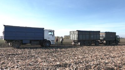 Качани вдвічі менші: черкаський фермер розповів про урожай кукурудзи