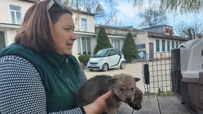 Поповнення в Одеському зоопарку: народилися п'ятеро вовченят і поні Поповнення в Одеському зоопарку: народилися п'ятеро вовченят і поні
