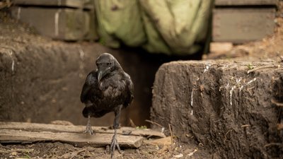 Позивний "Мавік": як тероборонівці Харківщини приручили ворона