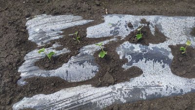 На Кіровоградщині ціни на овочі зросли у півтора рази. Чому так і чи буде здешевлення На Кіровоградщині ціни на овочі зросли у півтора рази. Чому так і чи буде здешевлення