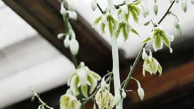 За життя вона цвіте один раз і гине. Фото: Михайла Дребета За життя вона цвіте один раз і гине. Фото: Михайла Дребета