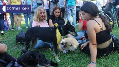 У Сумах під час фестивалю "Друг з притулку" знайшли господарів для 19 тварин У Сумах під час фестивалю "Друг з притулку" знайшли господарів для 19 тварин