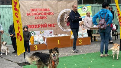 У Житомирі визначили переможців виставки безпородних собак "Мокрий ніс – 2021" У Житомирі визначили переможців виставки безпородних собак "Мокрий ніс – 2021"