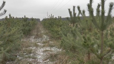 Розсадник для ялинок під Полтавою Розсадник для ялинок під Полтавою