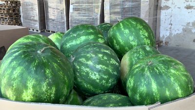 Житель Херсонщини винайшов новий контейнер для перевезення баштанних Житель Херсонщини винайшов новий контейнер для перевезення баштанних