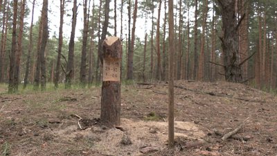 На Дніпропетровщині впорядковують ліси: планують перевірити понад 91 тисячу гектарів