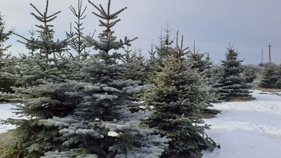 Ялинки та сосни Кропивницький. Ялинки та сосни Кропивницький.
