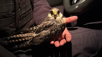 Хижий птах, якого врятували правоохоронці