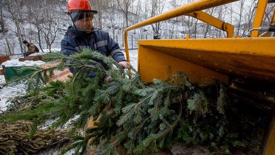 Привезти до воріт: у Чернігові «Зеленбуд» прийматиме на утилізацію новорічні ялинки