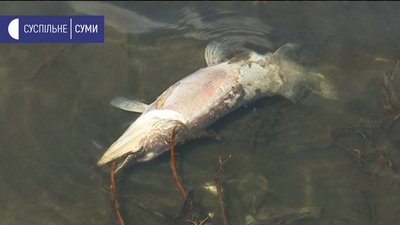 "Не вистачає води". В озері на Сумщині вимирає риба