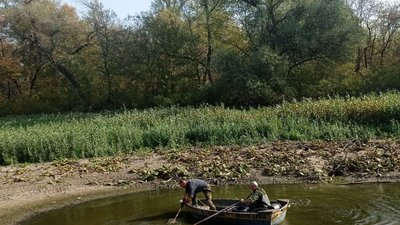 На "Хортиці" рятують молодих карасів від загибелі На "Хортиці" рятують молодих карасів від загибелі