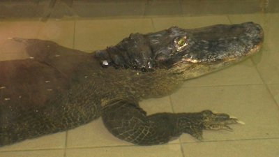За час карантину у Миколаївському зоопарку з’явились на світ нові мешканці За час карантину у Миколаївському зоопарку з’явились на світ нові мешканці