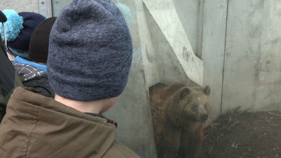 На два тижні раніше: у Черкаському зоопарку прокинулися ведмеді