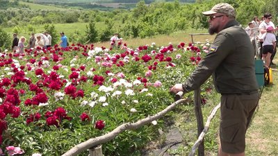 Яр півоній квітне біля Чигирина