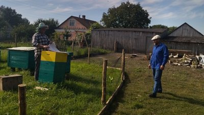 Село Велицьк на Волині — нашестя американського білого метелика Село Велицьк на Волині — нашестя американського білого метелика