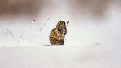 Ведмеді Ведмеді