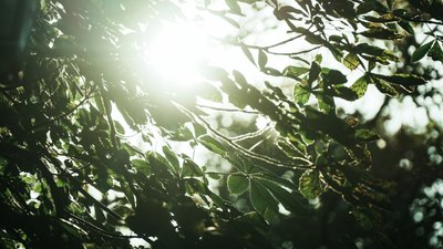 Промені сонця в деревах