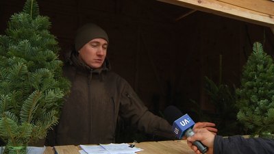 На Житомирщині лісництва відкрили 137 майданчиків для продажу різдвяних ялинок