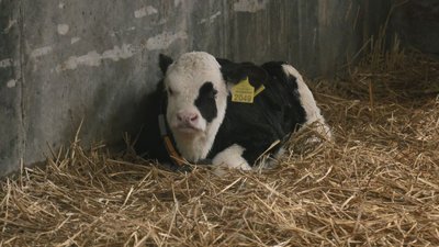 Менше молока: як працює ферма на Черкащині в умовах відключень світла Менше молока: як працює ферма на Черкащині в умовах відключень світла