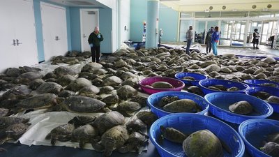 У США через снігову бурю замерзають тисячі черепах