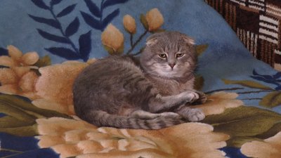 Згоріла хата. Сім’я з Прикарпаття, в якій четверо людей з інвалідністю, просить допомоги Згоріла хата. Сім’я з Прикарпаття, в якій четверо людей з інвалідністю, просить допомоги