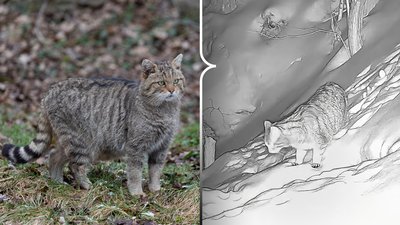 Кота лісового зафіксувала фотопастка 