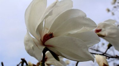 Квітуча сакура, магнолія, форзиція. Що можна побачити в ботсаду в Дніпрі – фоторепортаж Квітуча сакура, магнолія, форзиція. Що можна побачити в ботсаду в Дніпрі – фоторепортаж