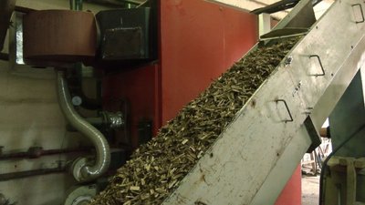 На Волині бюджетні заклади опалюють тріскою енергетичної лози: чи вдається зекономити