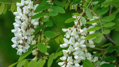 тернопіль, акація, квіти, 25 травня 2026 року