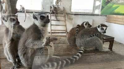 В екопарку у селі Ковалівка Полтавської ТГ звели приміщення для евакуйованих та місцевих тварин