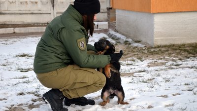 У Житомирський кінологічний центр привезли 3-х цуциків. Для майбутньої служби у поліції У Житомирський кінологічний центр привезли 3-х цуциків. Для майбутньої служби у поліції