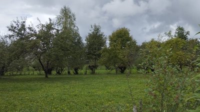 Привласнив землю на мільйон гривень: на Закарпатті підозрюють підприємця