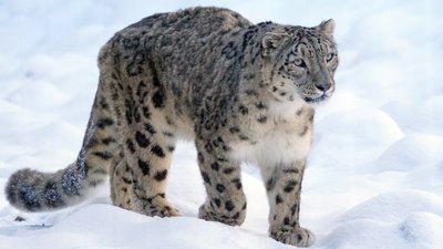 Сніговий барс Сніговий барс