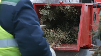 Вантажівки дерев: у Харкові показали, як утилізують ялинки