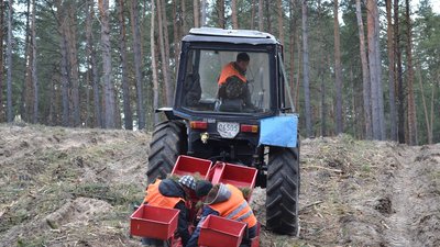 На Черкащині висадили понад 120 гектарів нового лісу На Черкащині висадили понад 120 гектарів нового лісу
