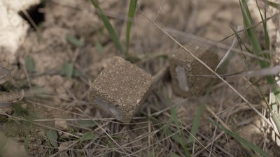 На Вінниччині проводять імунізацію лисів На Вінниччині проводять імунізацію лисів