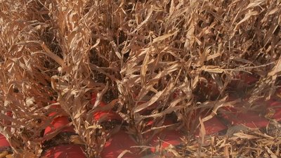 Жнива кукурудзи на Вінниччині: який врожай цьогоріч Жнива кукурудзи на Вінниччині: який врожай цьогоріч