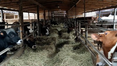 Розвозив молоко по бомбосховищах у перервах між боями: історія фермера-тероборонівця з Чернігівщини Розвозив молоко по бомбосховищах у перервах між боями: історія фермера-тероборонівця з Чернігівщини