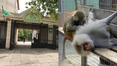 З Одеського зоопарку втекли павіани. Їх ловили поліцейські та рятувальники. СУСПІЛЬНЕ | ВІДЕОНОВИНИ