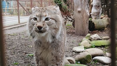 Карпатська рись Луцького зоопарку Карпатська рись Луцького зоопарку
