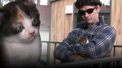 доглядає за кішкою та кошенятами