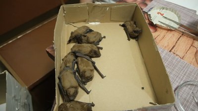 Вінницька письменниця прихистиле у себе вдома вісім кажанів Вінницька письменниця прихистиле у себе вдома вісім кажанів