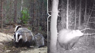 Зафіксована сім'я борсуків фотопасткою