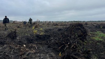 Порубка дерев у Ковельському районі