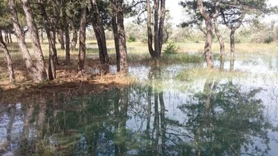 На Миколаївщині підтоплені більше двох тисяч гектарів лісів