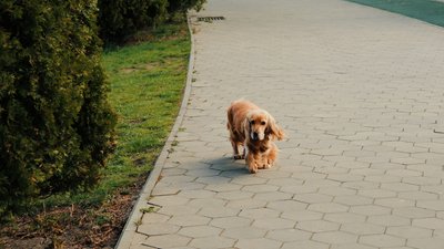 Погода, Івано-Франківщина, довкілля