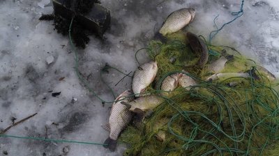 У водоймах Херсонщини за тиждень браконьєри наловили понад 200 кг риби