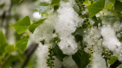 Сезонна алергія та її профілактика: поради херсонської лікарки