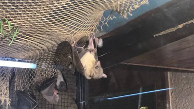 В одеському зоопарку народилися нільські крилани. Чим харчуються та які умови їх утримання